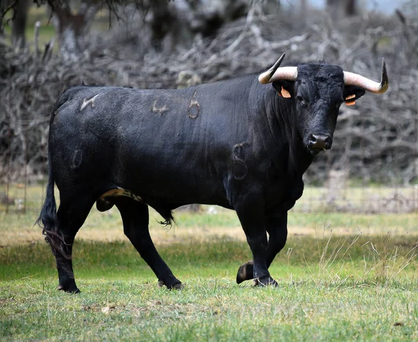 Taureau Courageux Espagne — Photo