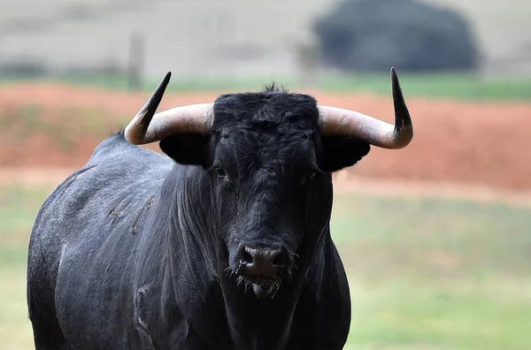 Toro Valiente España —  Fotos de Stock