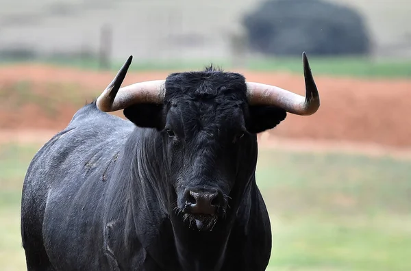 Taureau Courageux Espagne — Photo