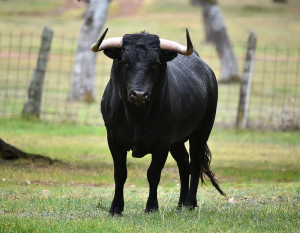 Taureau Courageux Espagne — Photo