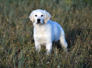 yeşil alanda altın köpek