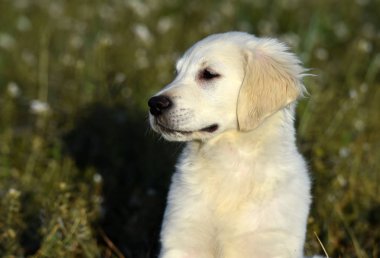 yeşil alanda altın köpek