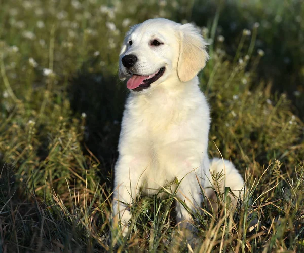 golden dog in the green field