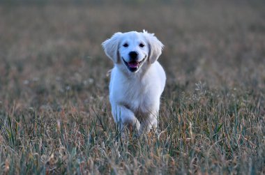 yeşil alanda altın köpek