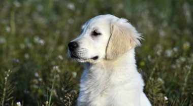 yeşil alanda altın köpek