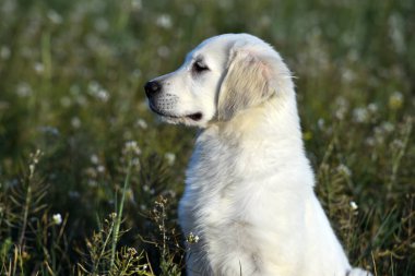 yeşil alanda altın köpek