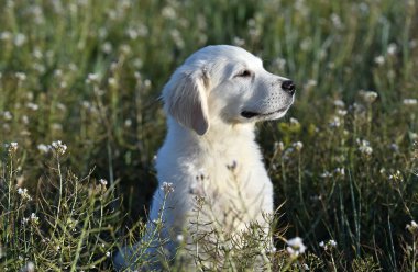 yeşil alanda altın köpek