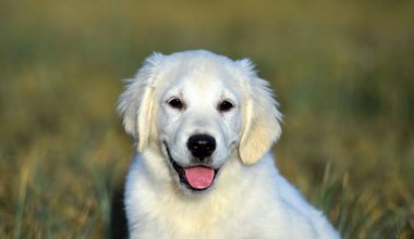 yeşil alanda altın köpek