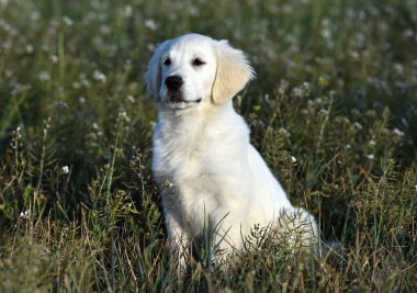 yeşil alanda altın köpek