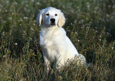 yeşil alanda altın köpek