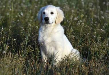 yeşil alanda altın köpek