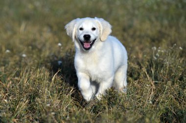 yeşil alanda altın köpek