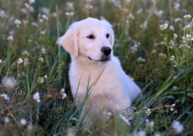 yeşil alanda altın köpek