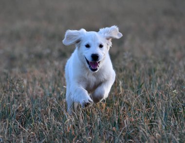 yeşil alanda altın köpek