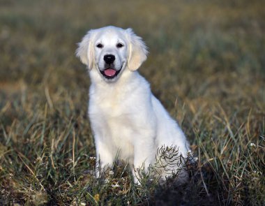 yeşil alanda altın köpek