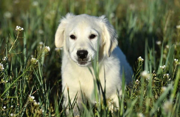 Goldener Hund Auf Der Grünen Wiese — Stockfoto