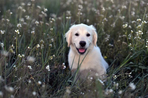 golden dog in the green field