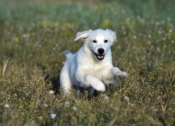 Goldener Hund Auf Der Grünen Wiese — Stockfoto