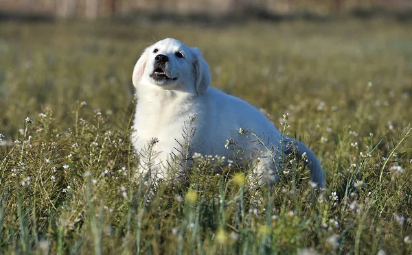 Goldener Hund Auf Der Grünen Wiese — Stockfoto