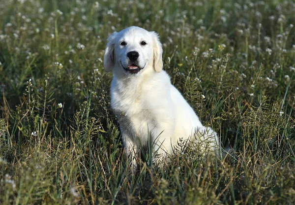 golden dog in the green field