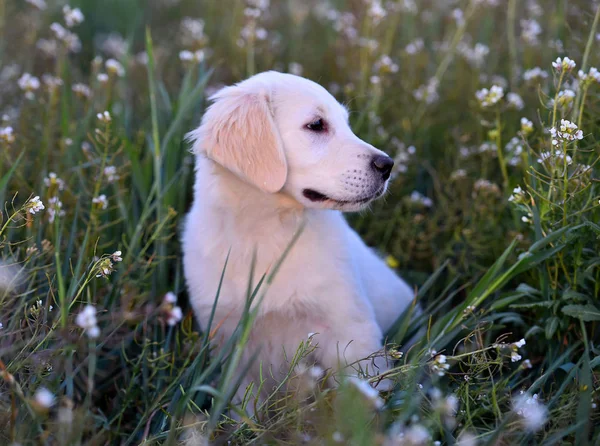 Gyllene Hund Det Gröna Fältet — Stockfoto