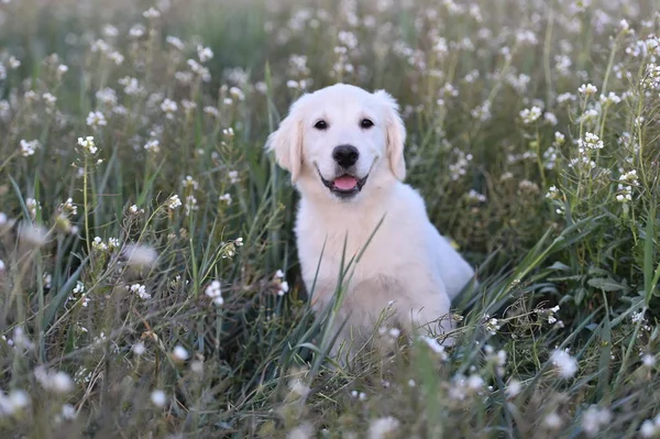 golden dog in the green field