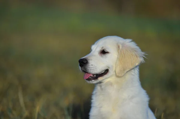 Goldener Hund Auf Der Grünen Wiese — Stockfoto