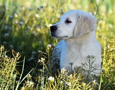 yeşil alanda altın köpek