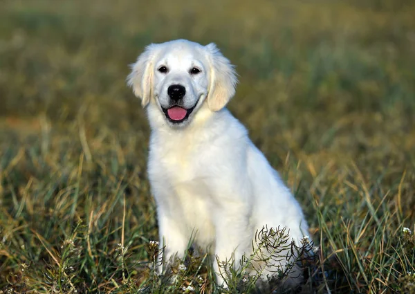 Goldener Hund Auf Der Grünen Wiese — Stockfoto