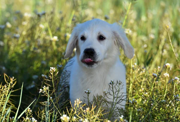 Goldener Hund Auf Der Grünen Wiese — Stockfoto