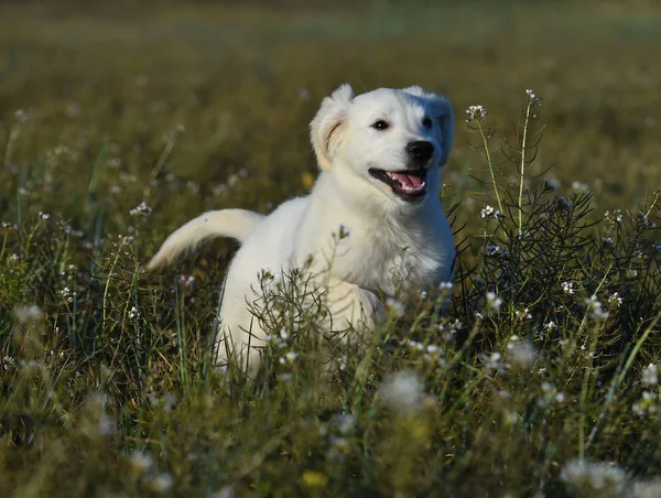 Goldener Hund Auf Der Grünen Wiese — Stockfoto