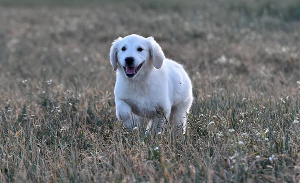 Perro Oro Campo Verde — Foto de Stock