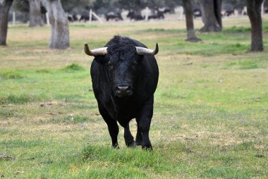 Boğa İspanyol yeşil alan üzerinde