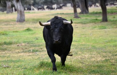 Boğa İspanyol yeşil alan üzerinde