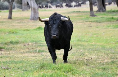 Boğa İspanyol yeşil alan üzerinde
