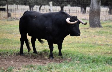Boğa İspanyol yeşil alan üzerinde