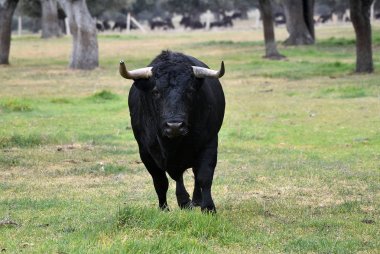 Boğa İspanyol yeşil alan üzerinde