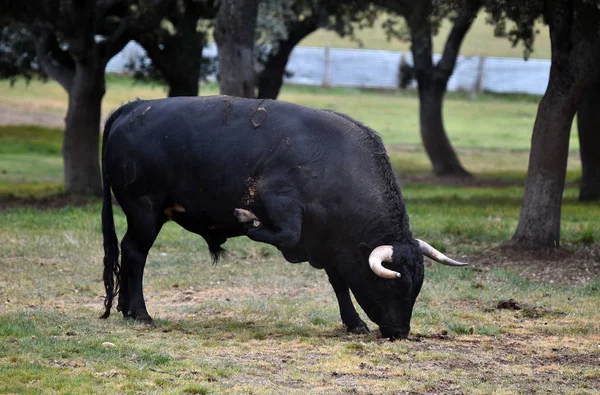 Ταύρος Στο Ισπανικό Πράσινο Χωράφι — Φωτογραφία Αρχείου