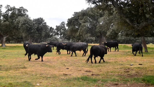 Toro Campo Verde Español —  Fotos de Stock