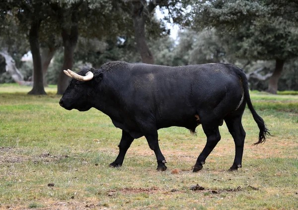 Bull Hiszpańskim Zielonym Polu — Zdjęcie stockowe