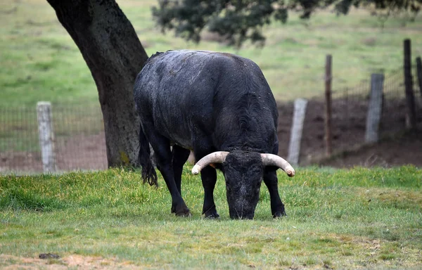 Bull Spanish Green Field — Stock Photo, Image