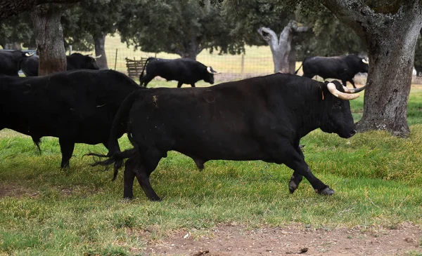 Bull Hiszpańskim Zielonym Polu — Zdjęcie stockowe