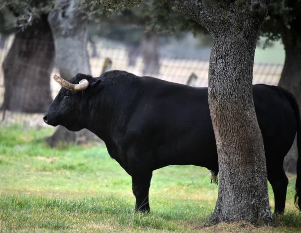 スペインの緑のフィールドに雄牛 — ストック写真