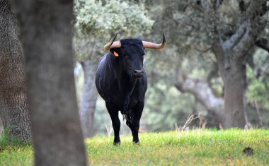 Boğa İspanyol yeşil alan üzerinde