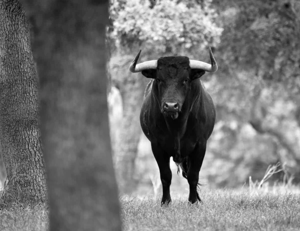 Touro Campo Verde Espanhol — Fotografia de Stock