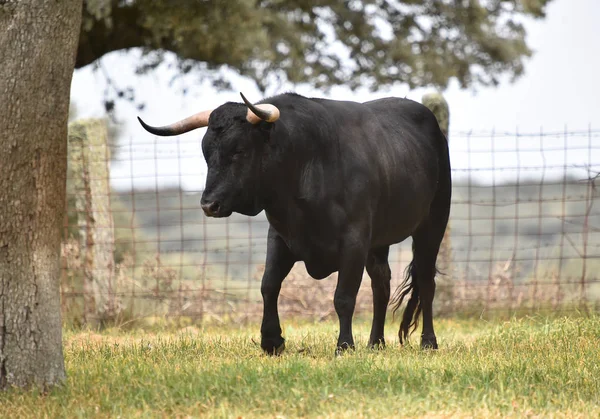 Bulle Auf Der Spanischen Grünen Wiese — Stockfoto