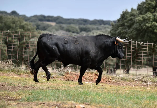 Toro Campo Verde Español —  Fotos de Stock