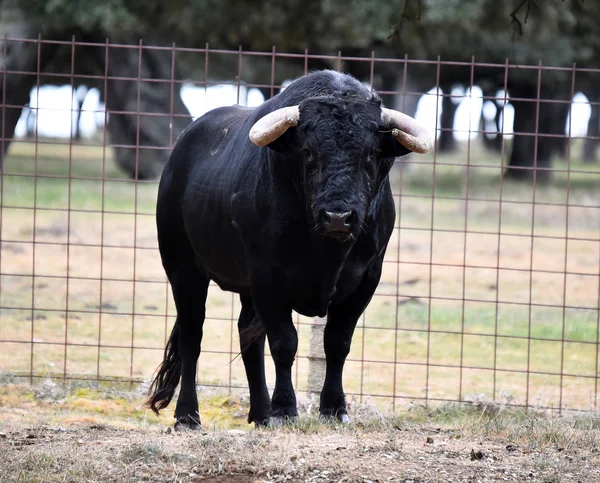 Bika Spanyol Zöld Mezőben — Stock Fotó