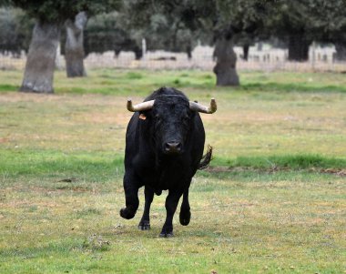 büyük boynuzları ile yeşil alanda İspanya boğa