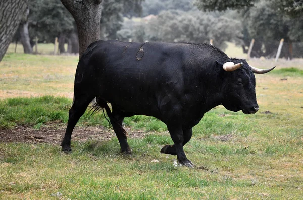 Ταύρος Στην Ισπανία Στο Πράσινο Χωράφι Μεγάλα Κέρατα — Φωτογραφία Αρχείου